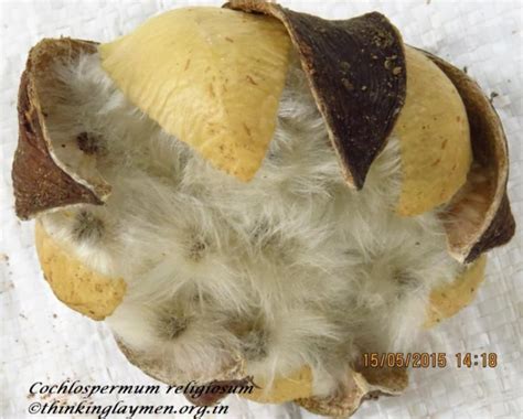 Medicinal Plant Details