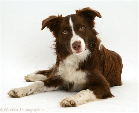 Dark Brown Border Collie