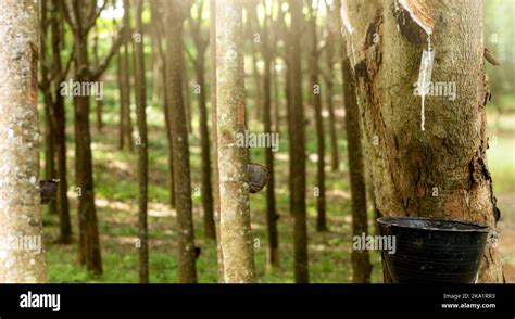 Image result for Rubber Tree Tapping