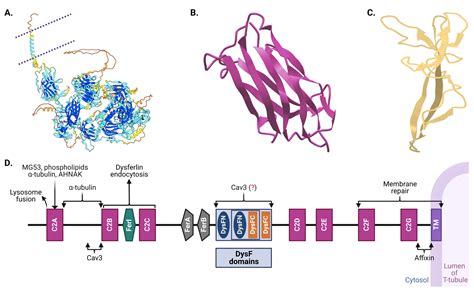 The Dysferlinopathies Conundrum: Clinical Spectra, Disease Mechanism ...
