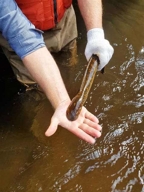 Giant Sea Lamprey Bite
