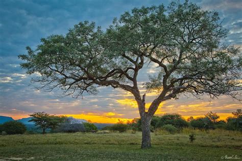 Discover Your Region’s Indigenous Trees