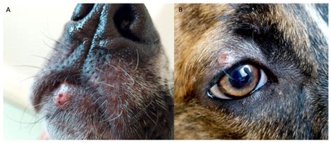 Juvenile Canine Leishmaniosis: A Systematic Literature Review and an ...