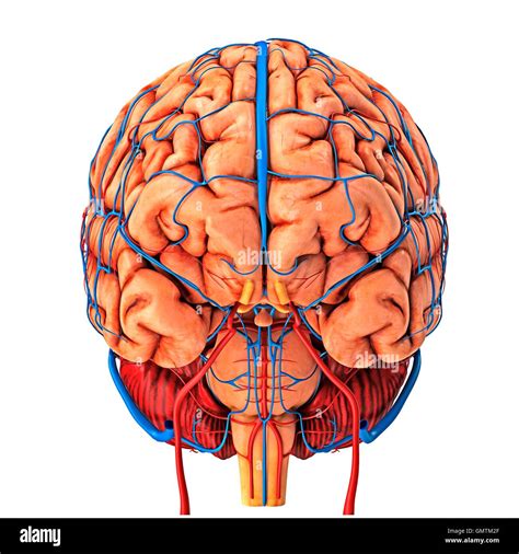 Brain vascular system and blood supply. Artwork showing the brain with arteries (red) and veins ...