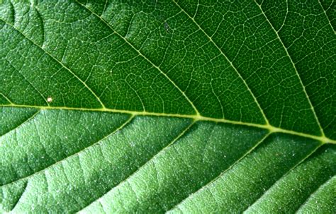 Image result for Leaf Texture High Resolution