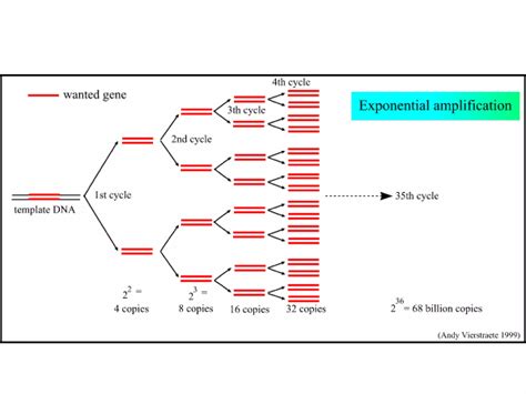 PCR Lecture 的图像结果