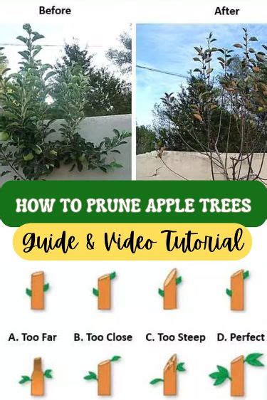 Apple Tree Pruning Guide 的图像结果