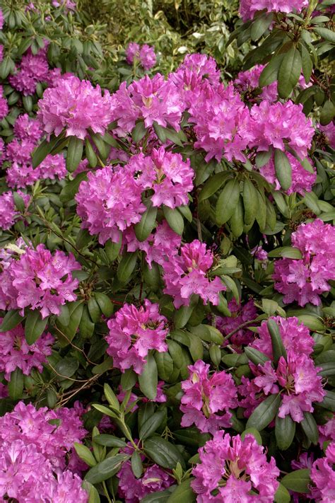 Roseum Elegans Rhododendron, Rhododendron x 'Roseum Elegans' (H-1)