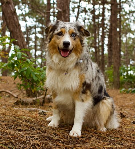 Brown Australian Shepherd Mix Australian Shepherd Bernese Mountain Dog