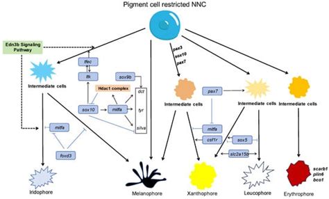 Fishes | Special Issue : Genetic Breeding and Developmental Biology of ...