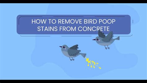 Image result for How to Remove Bird Poop
