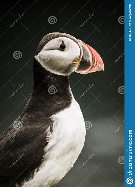 North Atlantic Puffin in Iceland Stock Photo - Image of birdphotography ...