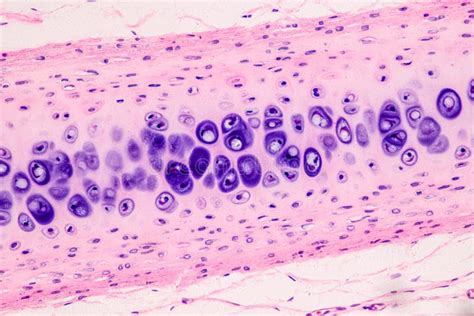 Image result for Tissue Sample Drawing Under Microscope
