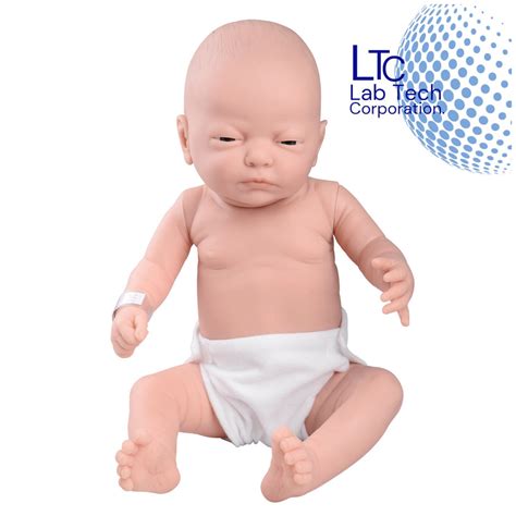 Human Anatomy Models. – Page 3 – M/S LAB TECH CORPORATION