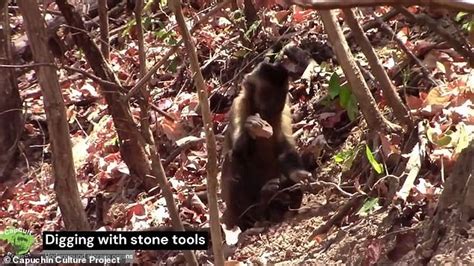 Monkeys Using Tools 的图像结果