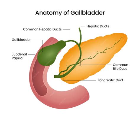 Premium Vector | Anatomical diagram of gallbladder and pancreas