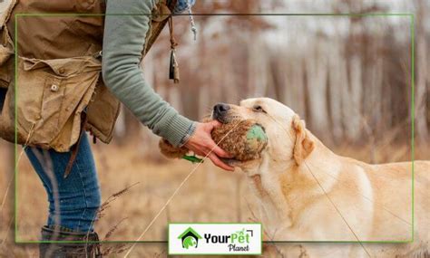 Image result for Labrador Tricks