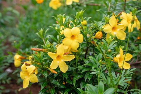 The 10 Best Perennial Flowering Vines That Come Back Every Year - A-Z ...