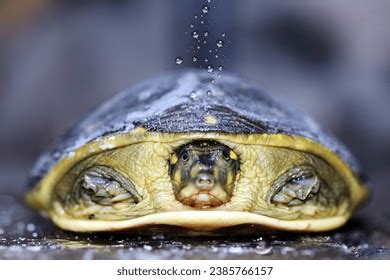 Image result for Turtle Shell Front Back