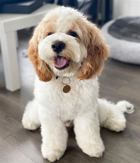 Image result for Cockapoo Cuts