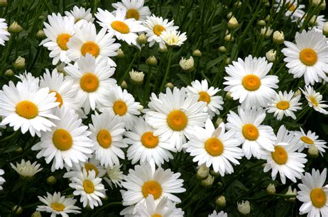 Are Wild Daisies Perennials at David Montelongo blog