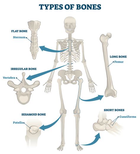 Image result for Bone Function