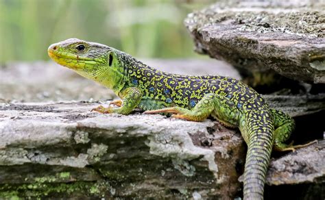 Ocellated lizard camouflage explained by a simple equation - Earth.com - camouflage of lizard