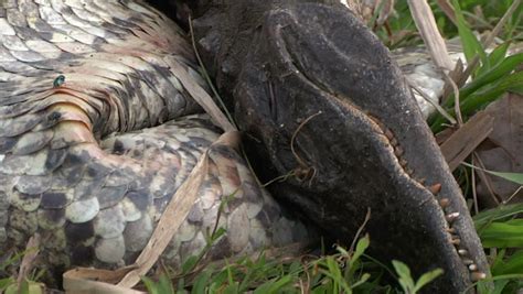 Image result for Alligator with Dead Python