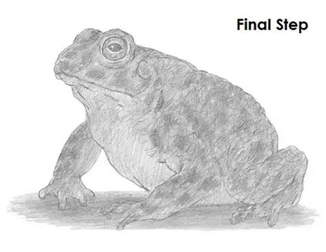 Image result for Toad Basic Drawing