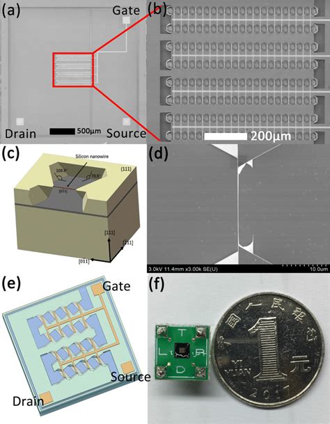SEM diagrams, schematic diagrams and physical diagram of SiNWs-FET ...