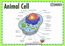 Image result for cell name