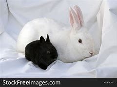 Image result for Mama and Baby Bunny