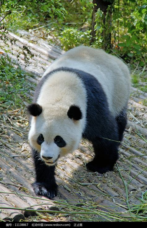 来西安看大熊猫！秦岭大熊猫研究中心有望年底开放_繁育