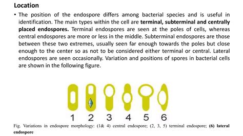 Bacterial Endospore.ppt
