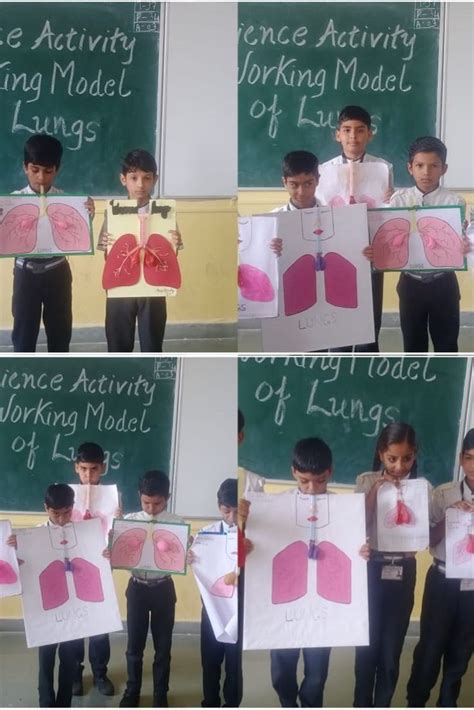 Image result for Lung Model Science Fair