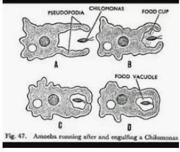 What is pseudopodia? - Brainly.in