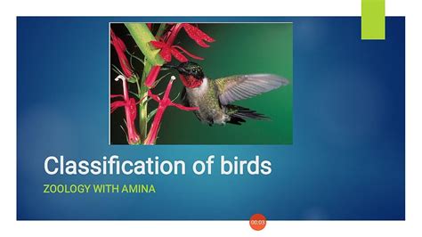 Image result for Classification Key for Birds