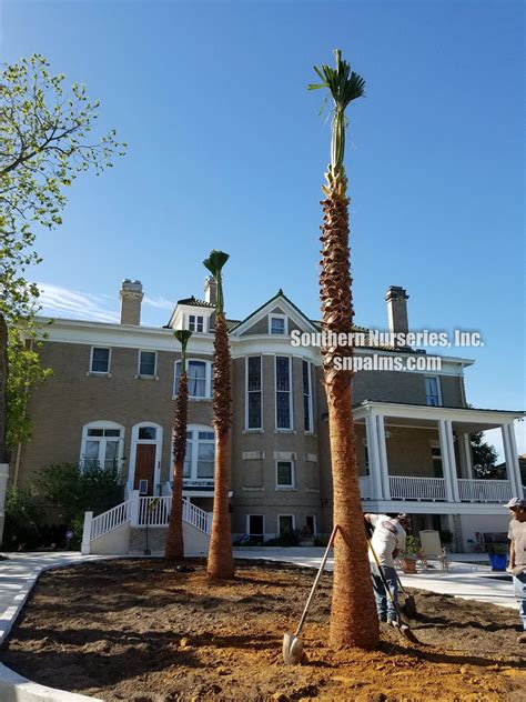 Southern Nurseries, Inc.