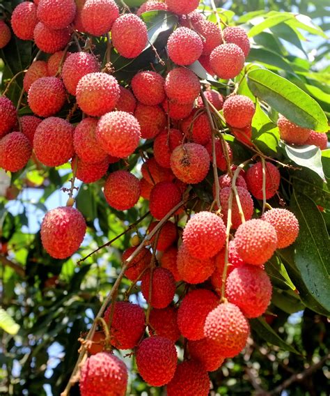 How to grow lychee – a tropical tree expert outlines…