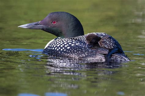 Common Loon Identification All New England Sees Record Number Of Loons