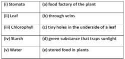 How Do Plants Make Their Food - 2 Class 6 Worksheet Science