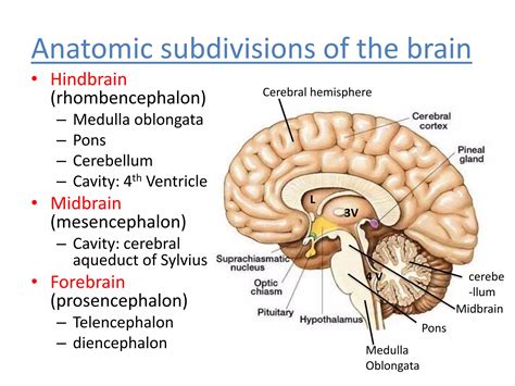 CEREBRAL CTX.pptx