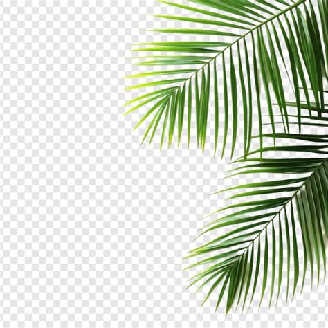 Images de Palmier – Téléchargement gratuit sur Freepik