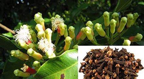 Creative Farmer Clove/Syzygium Aromaticum Native To The Maluku Islands ...
