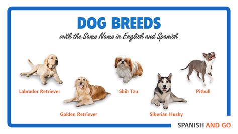 27+ Different Ways to Say Dog in Spanish [Translation and Much More!]