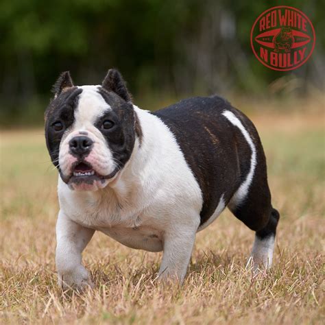 Image result for Savage Cockapoo Dogs