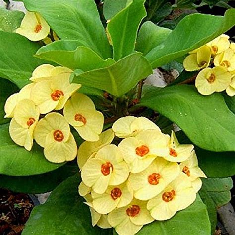 Euphorbia Live Euphorbia milii/Crown-of-thorns Yellow Flower Decorative ...