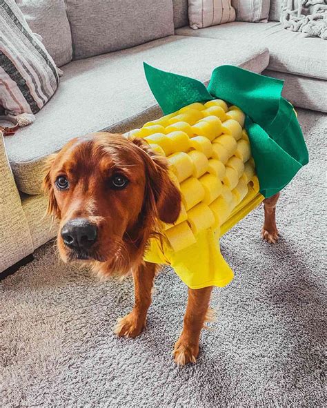 Gumby Costume Golden Retriever at Rosetta Cogan blog