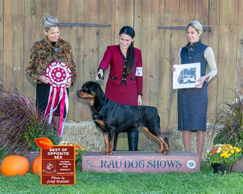 Unveiling the Exciting World of Jim Rau Dog Shows Judging Programs - Dog Show TV