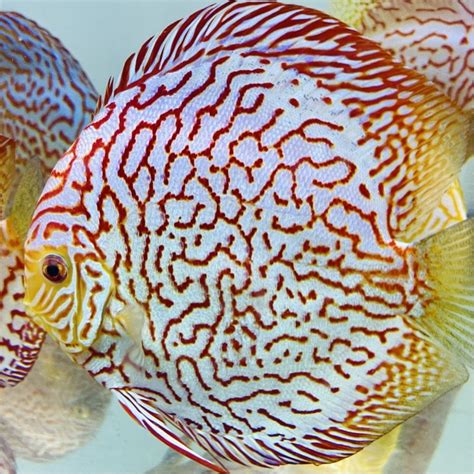 Yellow Checkerboard Discus 的图像结果
